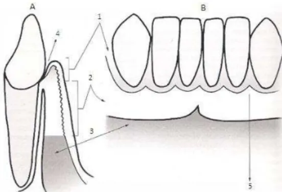 Figura 2  Representação esquemática nos sentidos vestibuloligual (A) e frontal (B) do periodonto de  proteção