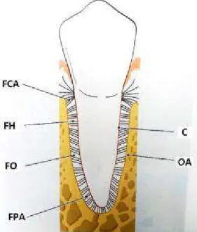 Figura 3. Orientação das fibras do ligamento  periodontal (Adaptado de Lindhe et al., 2003)