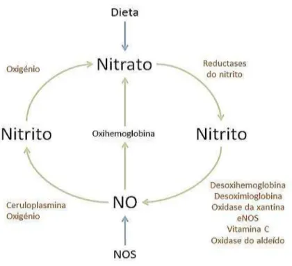 Figura 9. Ciclo do nitrato – nitrito – NO (Adaptado e traduzido de Lundberg et al., 2009)