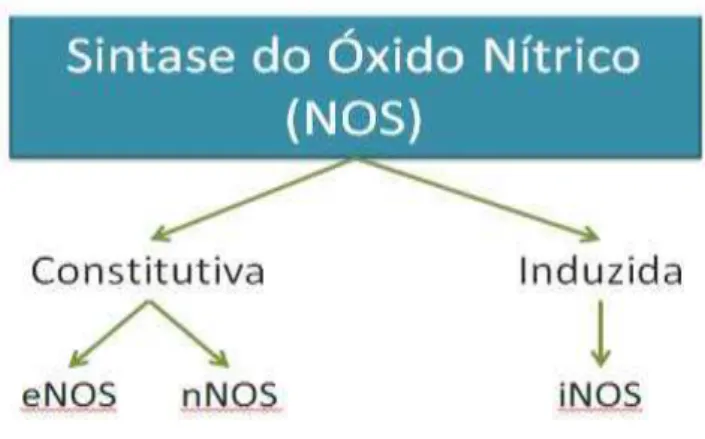 Figura 11. Isoformas da NOS (Adaptado de Dusse et al., 2003). 