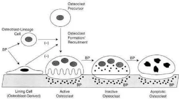 Figura 3: Adaptado de : mecanismo de ação dos bifosfonatos sobre os osteoclastos (Rodan &amp; 