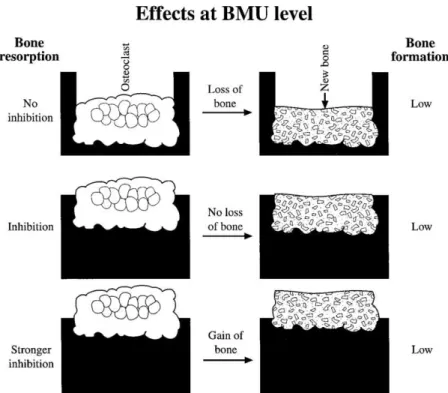 Figura 6: Adaptado de: Ilustração dos vários efeitos dos bifosfonatos ao  nível de cada uma das BMU (Fleisch, 1998)