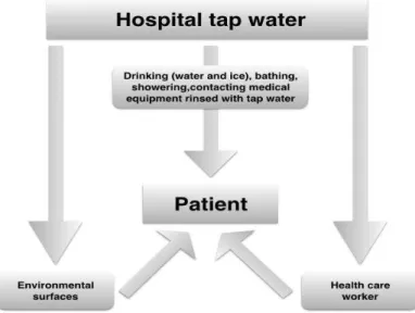 Figure 4-Schematic representation of the transmission of waterborne pathogens in the  hospitals