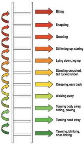 Figure 1 – The ladder of aggression: behavioural responses to threatening stimuli (Sheperd, 2009)