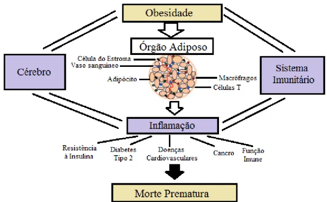 Figura 3 - Interações adipócito-imunidade na obesidade (adaptada de Dixit, 2008) 