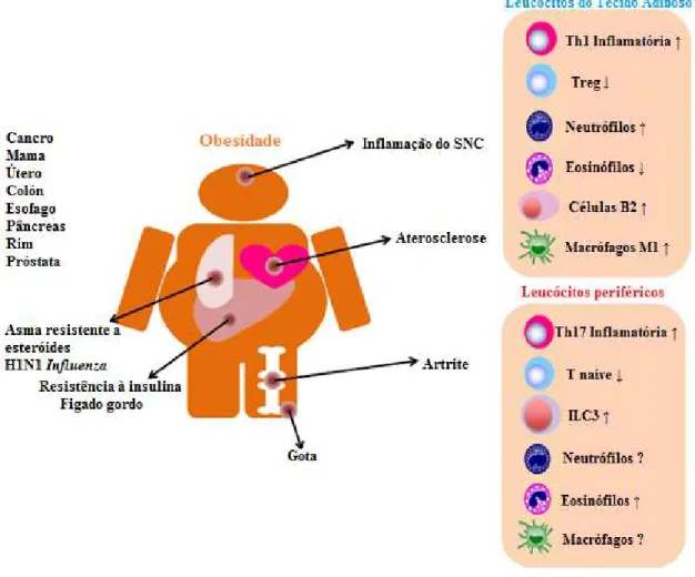 Figura 9 - Doenças associadas à obesidade e interações sistema imunológico-sistema metabólico em  indivíduos obesos (adaptada de Endo et al., 2017) 
