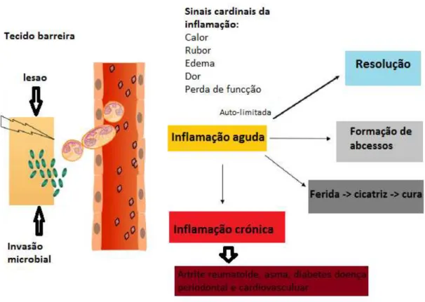 Figura 3 - Destinos da inflamação aguda. Adaptado de (Charles N Serhan, 2010) 