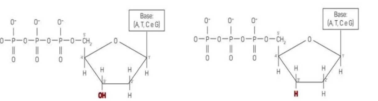 Figura  5-  Estrutura  química  de  um  Didesoxinucleótido  (ddNTP)  e  de  um  Desoxinucleótido (dNTP)