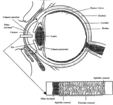 Figura 1   Anatomia do olho humano  Fonte: Ludwig (2005) 