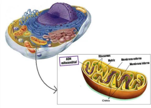 Figura 1 – Estrutura mitocondrial de célula eucariótica. 