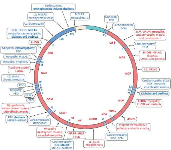 Figura 4 – Esquema de patologias de acordo com a mutação do gene de ADNmt  Fonte: (Dimauro &amp; Schon, 2003) 