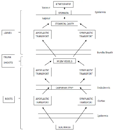 Figure 1 Summary of the Soil Plant Atmosphere Continuum (SPAC) 