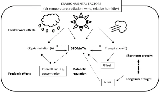 Figure 3 Summary of feed forward and feedback mechanisms of stomatal control of CO 2  assimilation and water  vapour  losses