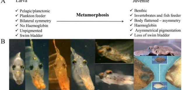 Figure  1.2.  Major ecological, external  and  internal changes associated with flatfish metamorphosis