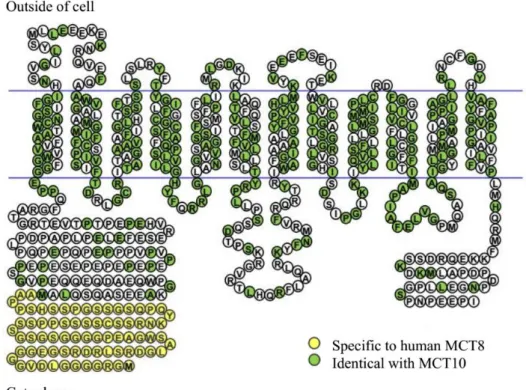 Figure  1.4.  Schematic  representation  of  the  human  MCT8  and  MCT10.  MCT8  and  MCT10  are  composed by 12 putative hydrophobic transmembrane domains