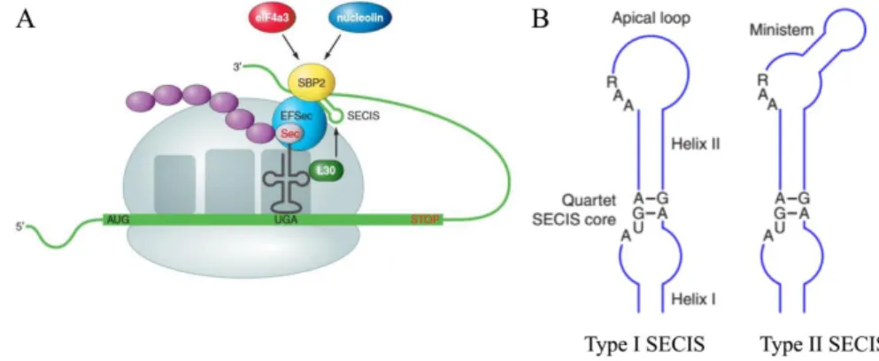 Figure 1.6. Selenocysteine insertion mechanism in vertebrates (A) and the consensus type I and type  II  SECIS  element  structure  (B)