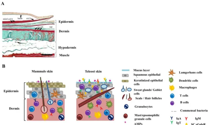 Figure 1.9.  The  skin  of the  teleost fish and  comparison with  mammals. (A)  Transverse section of sea  bream skin stained with Masson’s Trichrome showing the three main skin layers
