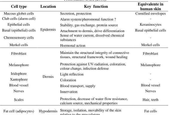 Table 1.3. Cell types in teleost skin identified by different histological methods.  