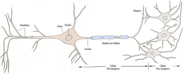 Figura 1: Estrutura do Neurónio. O núcleo encontra-se no corpo celular, designado por soma
