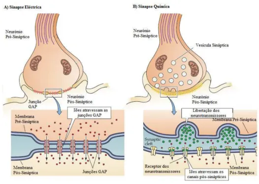 Figura  2:  Mecanismos  das  Sinapses  Eléctricas  e  Químicas.  A)  Sinapse  Eléctrica:  a  corrente  passa  através das junções GAP existentes entre as membranas do neurónio pré-sináptico e do pós-sináptico