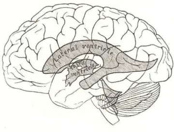 Figura  4:   Localização  dos  Ventrículos  Laterais. O  sistema  ventricular  é  composto  pelos  ventrículos  laterais esquerdo e direito, pelo terceiro ventrículo e pelo quarto ventrículo
