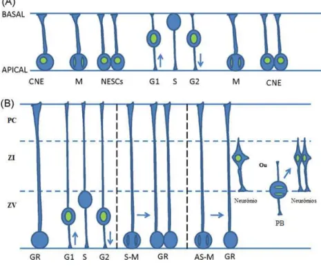 Figura  5: Migração  Nuclear  Intercinética  nas  células  neuroepiteliais  (A)  e  na  glia  radial  (B)