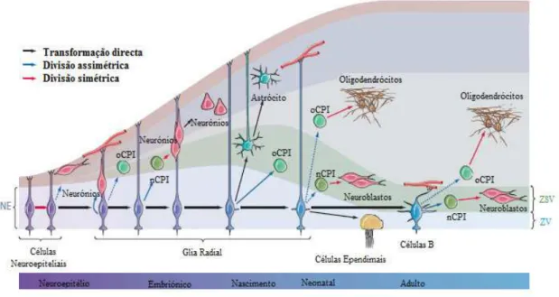 Figura  6:  Linhagem  Glial  das  Células  Estaminais.  As  células  neuroepiteliais,  na  fase  inicial  do  desenvolvimento embrionário, sofrem divisão simétrica originando mais células neuroepiteliais, enquanto  outras parecem gerar também neurónios