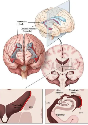 Figura  7:    Zonas  Germinativas  do  Cérebro  Adulto.  A  zona  subventricular  (ZSV),  a  maior  região  neurogénica, está localizada ao longo do ventrículo lateral, ao passo que a zona subgranular (ZSG) está  localizada no giro denteado do hipocampo, o