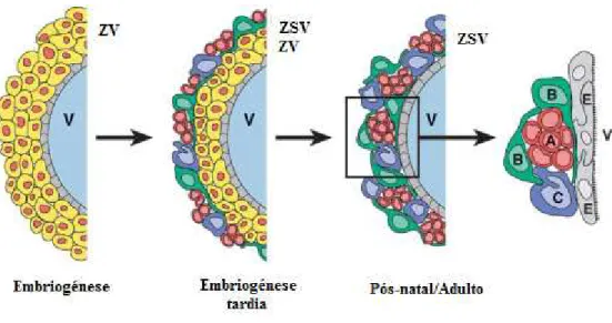Figura  8:  Formação  da  Zona  Subventricular.  No  cérebro  embriónico  é  possível  observar  diversas  camadas  de  células  estaminais  junto  ao  ventrículo  (V),    formando  a  chamada  zona  ventricular  (ZV)
