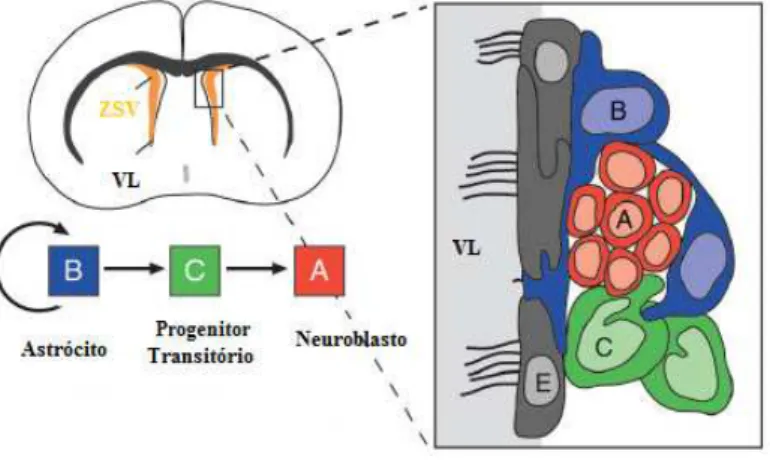 Figura  9:  Organização  e  tipos  Celulares  da  Zona  Subventricular.  Vista  frontal  do  cérebro  de  um  ratinho  adulto,  mostrando  a  zona  subventricular  (ZSV),  adjacente  aos  ventrículos  laterais  (VL)