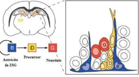 Figura  10:  Organização  e  tipos  Celulares  da  Zona  Subgranular.  Vista  frontal  do  cérebro  de  um  ratinho adulto, mostrando a zona subgranular (ZSG)