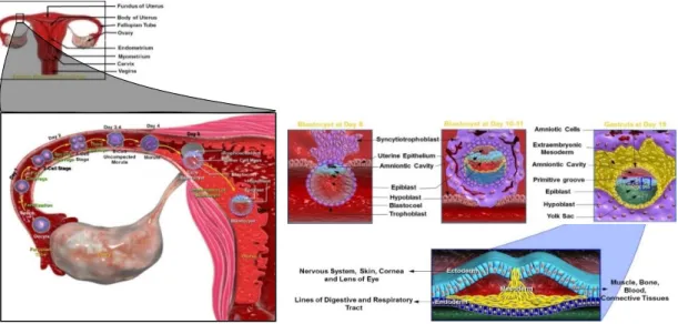 Figure 1.1 – Summary of the first three week of human development.  