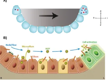 Figure 1.6 – The two versions of the “morphogen gradient”/chemosensor model. 