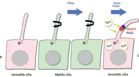 Figure 1.7 – “Two cilia” model. 