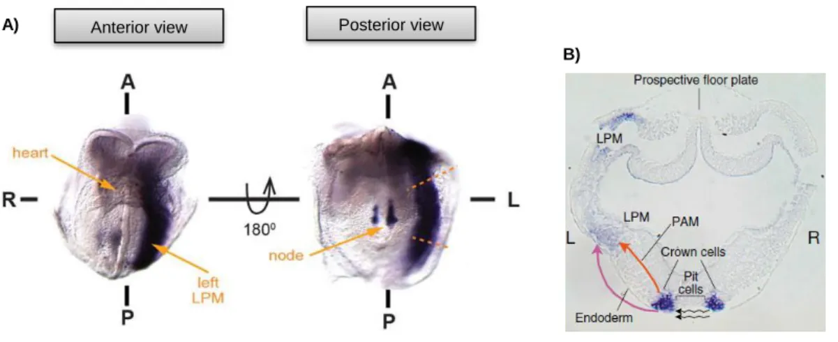 Figure 1.11 – Nodal expression and the route of the signal to LPM. 