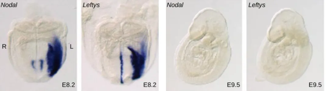 Figure 1.12 – Expression pattern of Nodal and Leftys in wilt-type mice. 