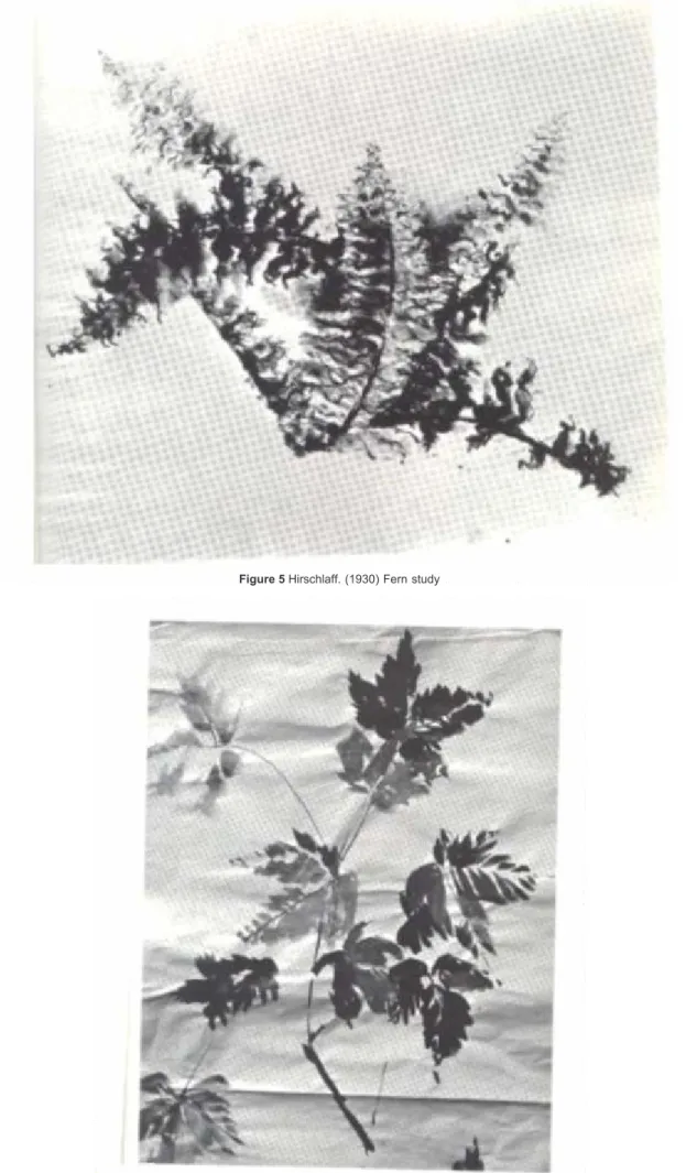 Figure 5 Hirschlaff. (1930) Fern study