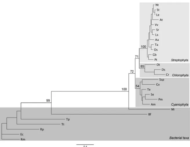 Figure 2. Phylogenetic tree of bacterial and non-bacterial HDR sequences. Unrooted tree was constructed using  28 HDR sequences (347 amino acids) and can be divided in the following groups: bacterial taxa, Cyanophyta  (cyanobacteria), Chlorophyta (green al