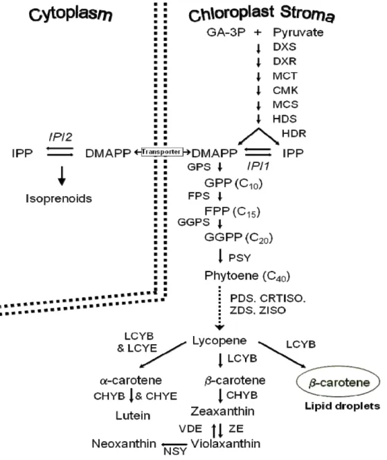 Figure 2. Schematic overview of proposed isoprenoid biosynthesis for the microalga D. salina (according to  published data on higher plant)