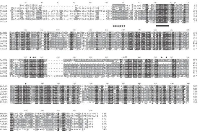 Figure 2. Alignment of DXR sequences from Dunaliella salina (DsDXR, GenBank accession no