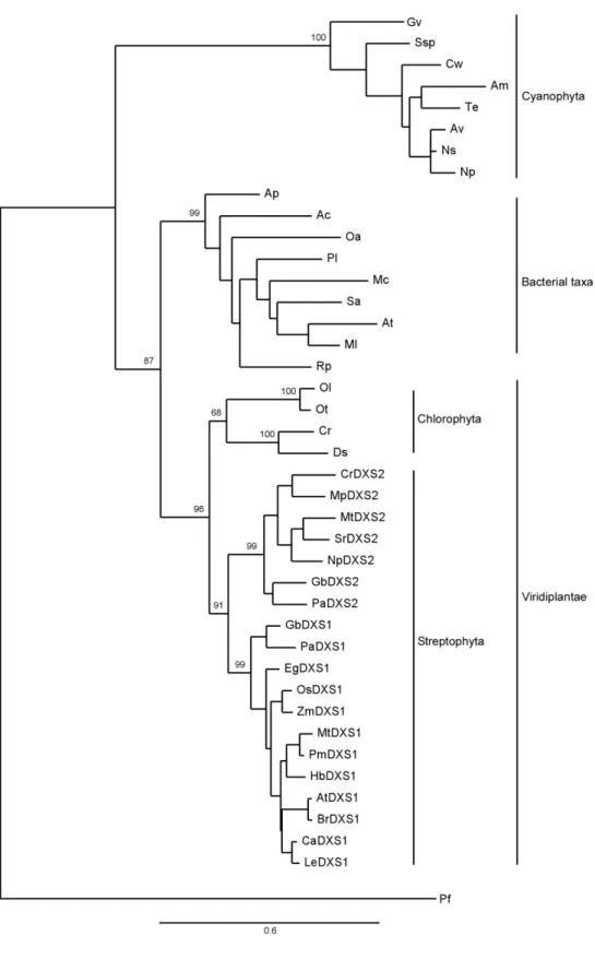 Figure 3. Maximum likelihood phylogenetic tree of Viridiplantae and bacteria DXS. The tree was obtained with  PhyML (501 amino acids) using WAG+I+G+F model of protein evolution