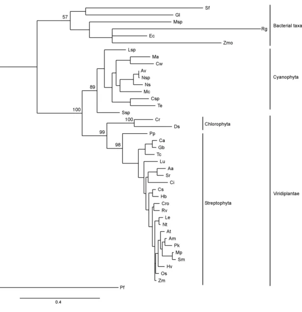 Figure 4. Maximum likelihood phylogenetic tree of Viridiplantae and bacteria DXR. The tree was obtained with  PhyML (294 amino acids) using RtREV+G+F model of protein evolution