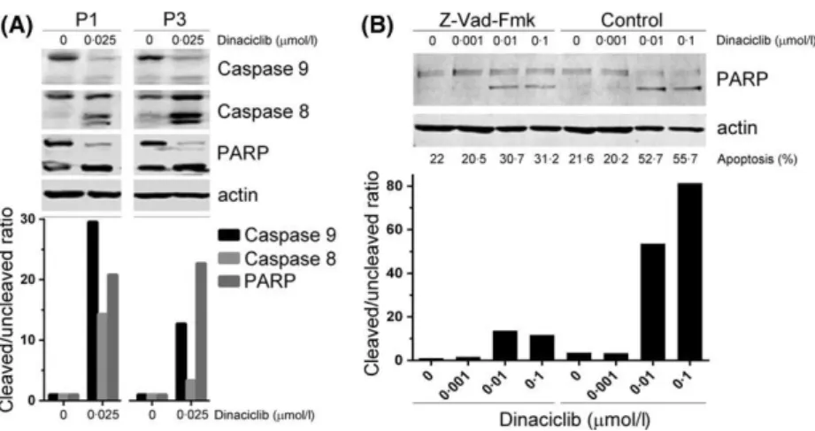 Fig 2. Cell death induced by Dinaciclib in primary cells is dependent on caspase cleavage