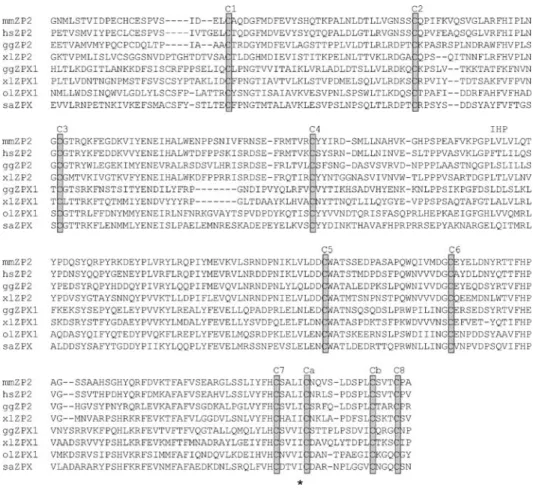 FIG. 1. Sequence alignment of the zona pellucida domains of the ZP2 and ZPX isoforms. The ZP2 sequences from mouse (mmZP2), human (hsZP2), chicken (ggZP2), and African clawed toad (xlZP2) are  com-pared to the ZPX sequences from chicken (ggZPX1), African c