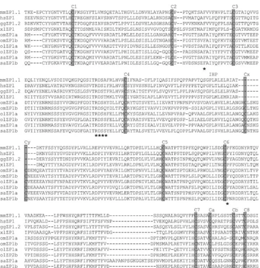 FIG. 2. Sequence alignment of the zona pellucida domains of the ZP1 isoforms. The ZP1 sequences from mouse (mmZP1.1), human (hsZP1), chicken (ggZP1.2), and African clawed toad (xlZP1) are compared to the teleost sequences from rainbow trout (omZP1a and omZ