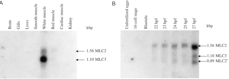 Fig. 4. Alignment of the deduced amino acid sequences of the myosin light chain 3 (MLC3) proteins