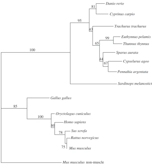 Fig. 8. A phylogenetic tree of myosin light chain 3 (MLC3) sequences constructed using the neighbour-joining method