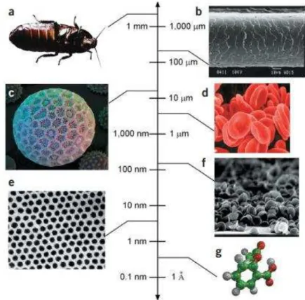 Figura 1- Escala comparativa de estruturas de pequenas dimensões. (a) Barata. (b) Fio de cabelo humano