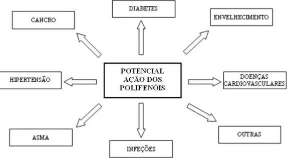 Figura 2- Potencial ação dos polifenóis em diferentes patologias (adaptado de Pandey e Rizvi, 2009) 
