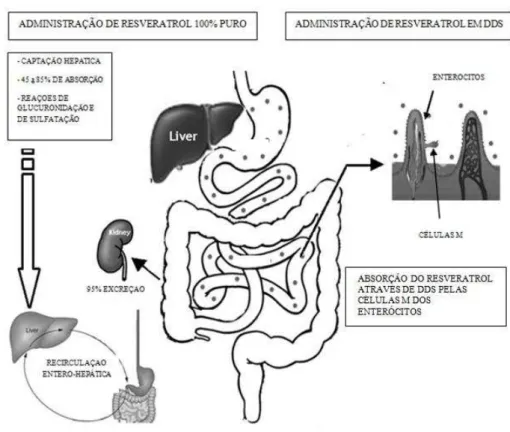 Figura  5-  Proposta  de  percurso  e  interações  do  resveratrol  quando  administrado  por  via  oral  na  forma  livre e em sistemas de libertação controlada (adaptado de Singh e Pai, 2014) 